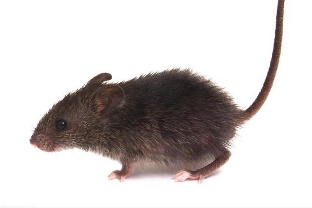 西安出现多例出血热患者是真的吗（西安出现多例出血热）(1)