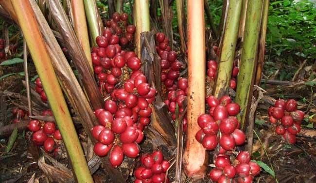 草果吃起来是什么味道为什么我感觉整个菜都有种像槟榔的味道
