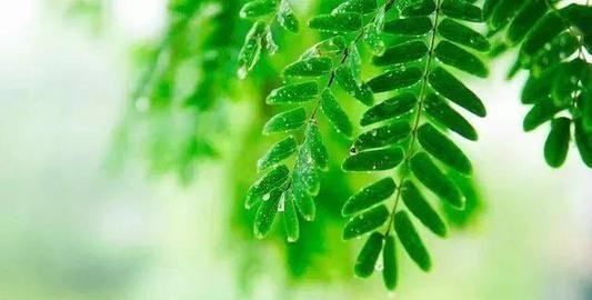 梅雨季节地面潮湿怎么办,梅雨季节大米如何防潮防霉图1