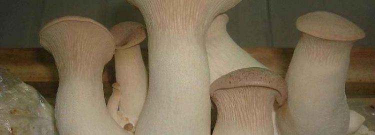 杏鲍菇放冰箱里长白毛毛还能吃吗