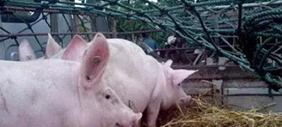 回民为何不吃猪肉,回族人为什么不吃猪肉 原因竟然是图2