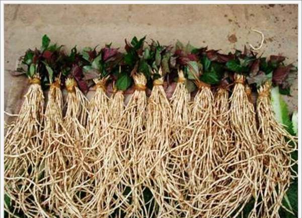 鱼腥草怎么做好吃,鱼腥草怎么吃好吃又简单图3