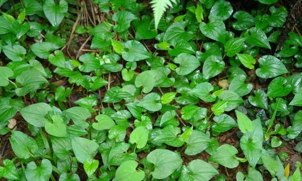 鱼腥草怎么做好吃,鱼腥草怎么吃好吃又简单图1