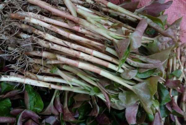 鱼腥草怎么做好吃,鱼腥草怎么吃好吃又简单图2