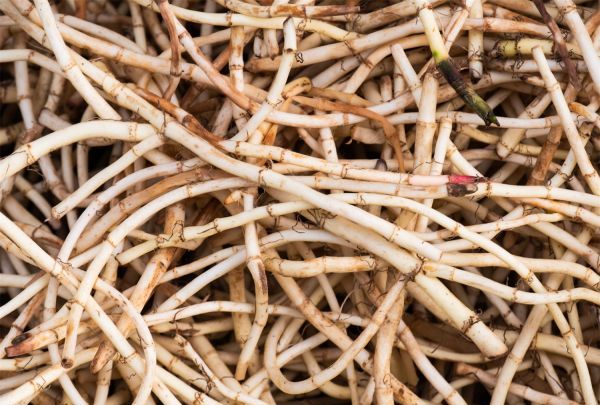 鱼腥草怎么做好吃,鱼腥草怎么吃好吃又简单图7