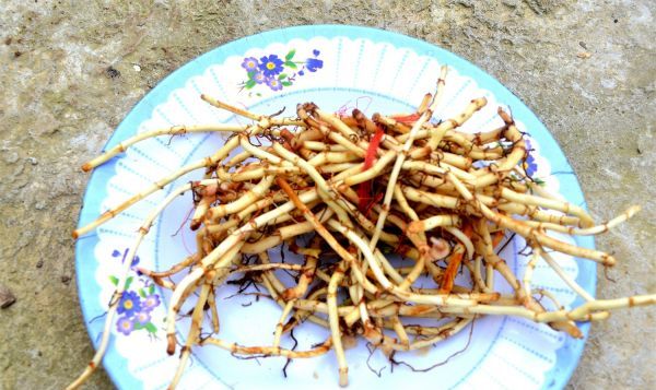 鱼腥草怎么做好吃,鱼腥草怎么吃好吃又简单图6