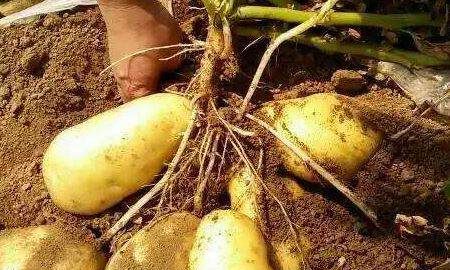 夏天的土豆怎么储存,夏天怎样保存土豆不青不烂图2