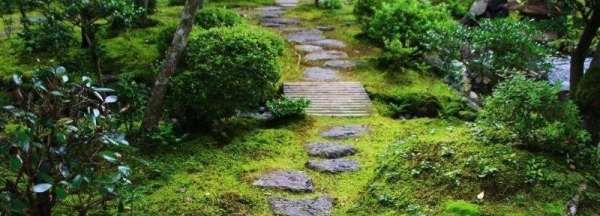 院子里长青苔怎么去除,院子里青苔怎么清除 院子里青苔的解决方法视频图6