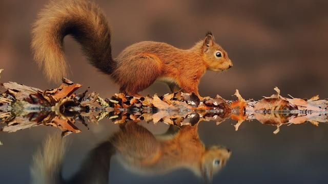 冬眠动物，需要冬眠的是哪些动物？图3