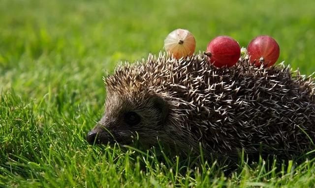 冬眠动物，需要冬眠的是哪些动物？图5