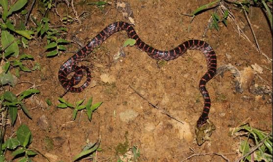 冬眠动物，需要冬眠的是哪些动物？图2