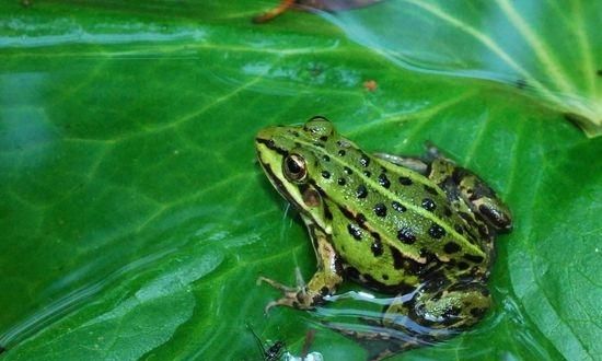 冬眠动物，需要冬眠的是哪些动物？图1