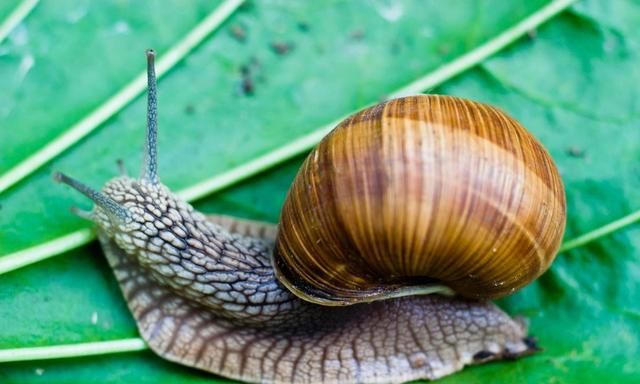 冬眠动物，需要冬眠的是哪些动物？图4