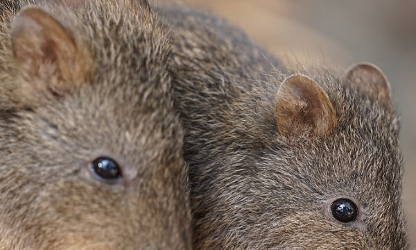 赶走老鼠什么方法最有效,有什么方法可以赶走家里的老鼠呢图2