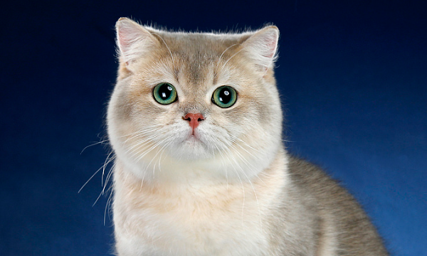 赶走老鼠什么方法最有效,有什么方法可以赶走家里的老鼠呢图3