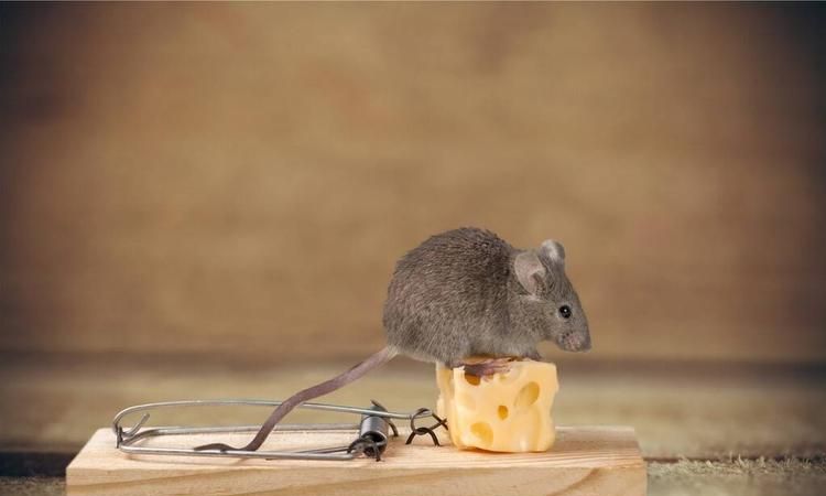 家里有老鼠怎么能彻底消灭