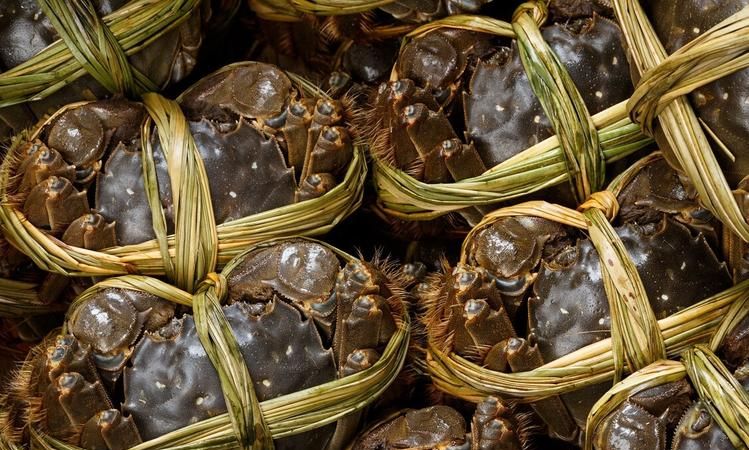 螃蟹从冰箱拿出来不动是不是死了