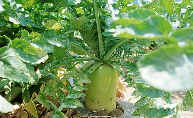 白萝卜切开后能放几天,把白萝卜切开后看到萝卜上有些淡绿色?图3