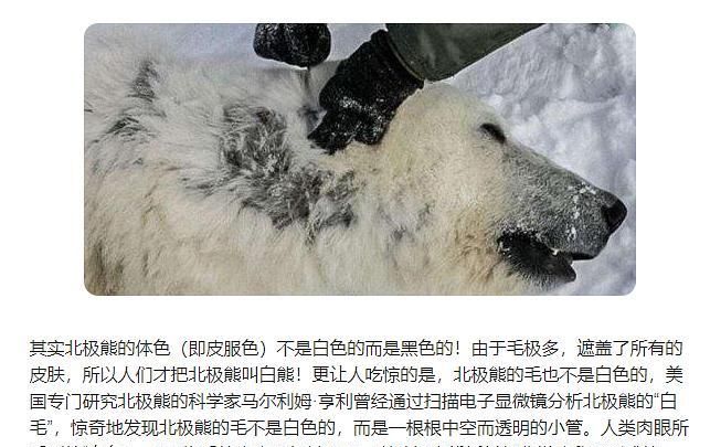 北极熊肤色是什么时候颜色的