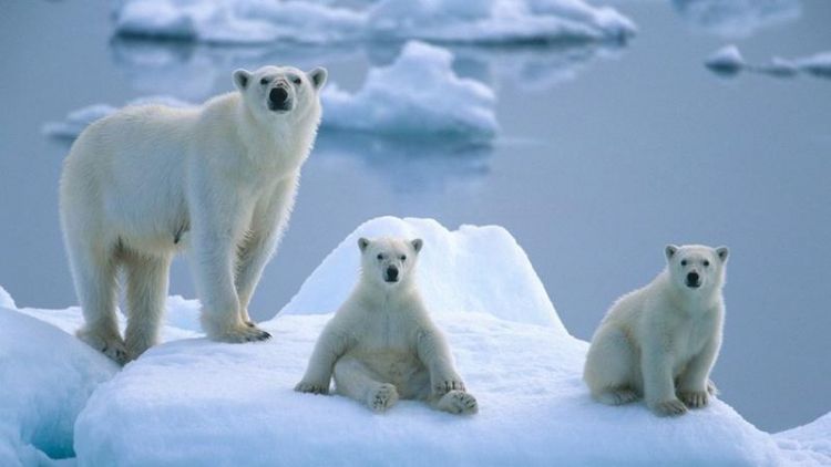 北极的熊的皮毛是什么颜色的