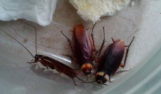 蟑螂会叫出声音吗