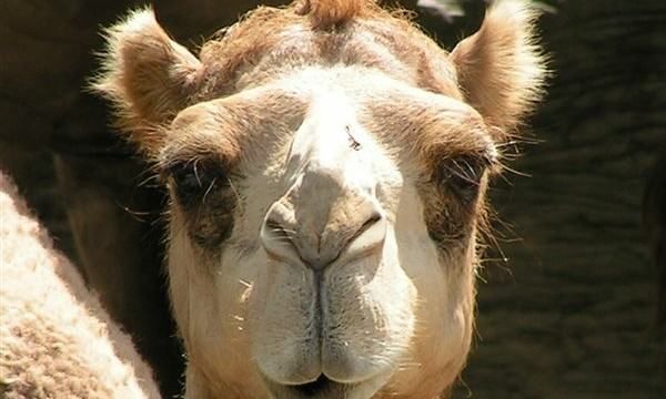 骆驼的驼峰里主要储存的是什么,骆驼的驼峰储存的是什么图4