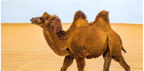 骆驼的驼峰里主要储存的是什么,骆驼的驼峰储存的是什么图3