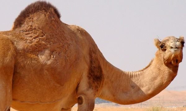 骆驼的驼峰里主要储存的是什么,骆驼的驼峰储存的是什么图5