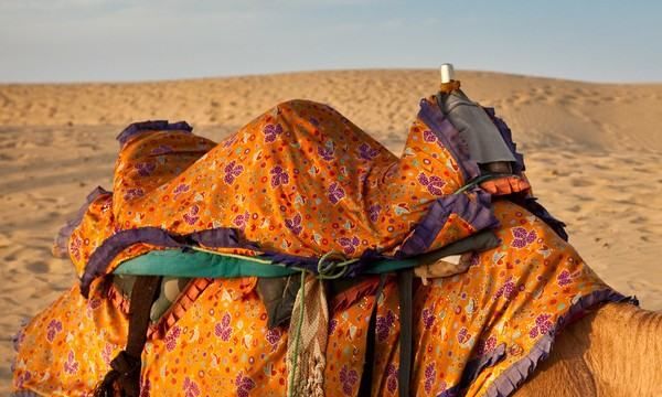 骆驼的驼峰里主要储存的是什么,骆驼的驼峰储存的是什么图6