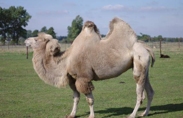 骆驼的驼峰是用来储存什么的物质
