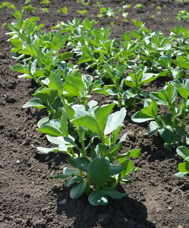 农学考研容易学的专业（农学考研大解析来了）(2)