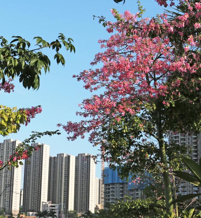 茂名森林公园有啥好玩的(亲探茂名这个宝藏公园)(6)