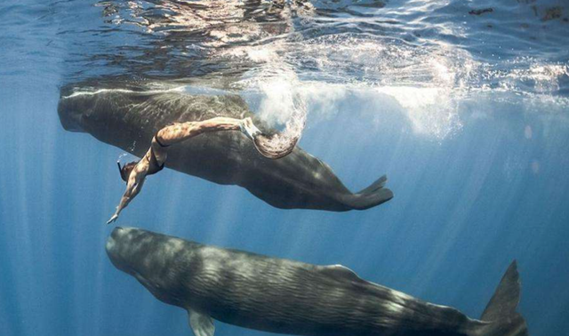 鲸寿命最长能活多少年