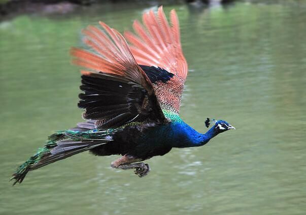 小孔雀几个月会飞