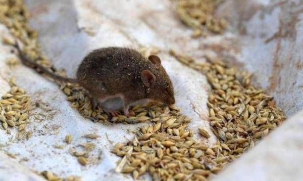 床单上有老鼠尿怎么办