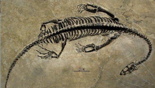 全球5大诡异事件尼斯湖水怪（尼斯湖水怪究竟是未知生物）(3)