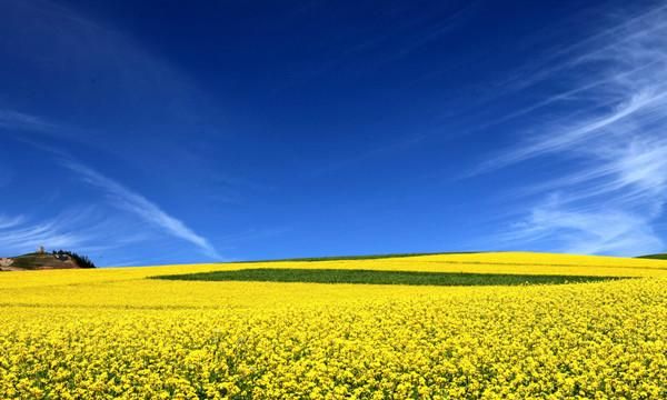 油菜花是什么季节开的答案