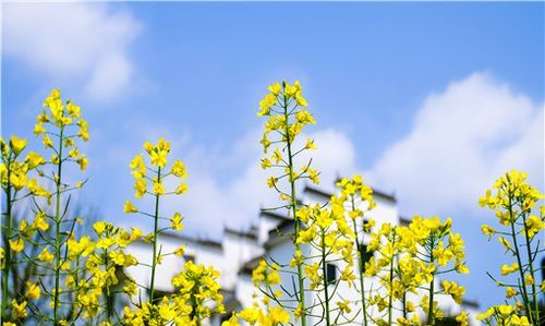 油菜花是什么季节开春天吗