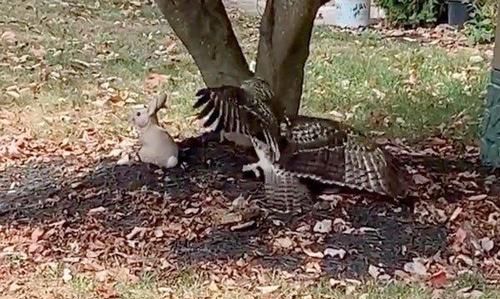 不见兔子不撒鹰什么意思?应该做的