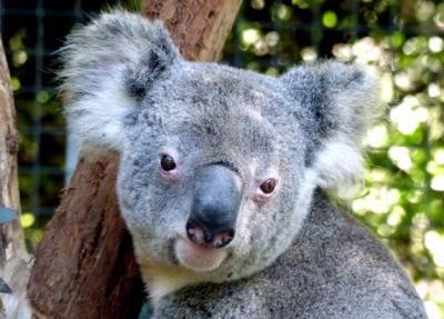 ​澳大利亚的国宝是什么,australia的国宝是什么动物英文