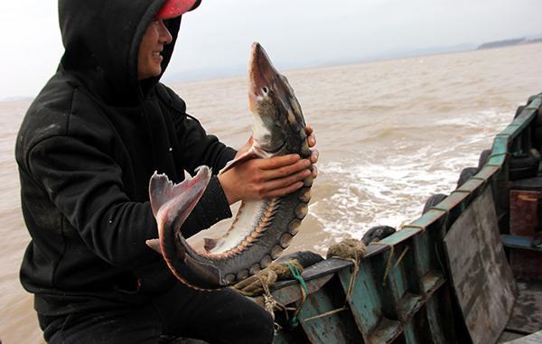 浙江渔民放生野生中华鲟(重庆渔民在长江中捕到近两米长鲟鱼)