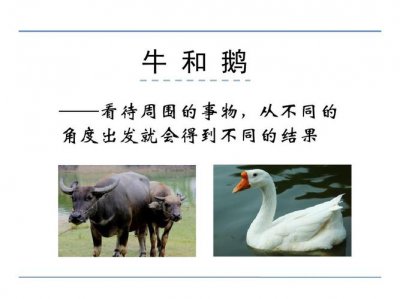 ​牛和鹅的故事告诉了我们一个什么道理（牛和鹅的寓意）