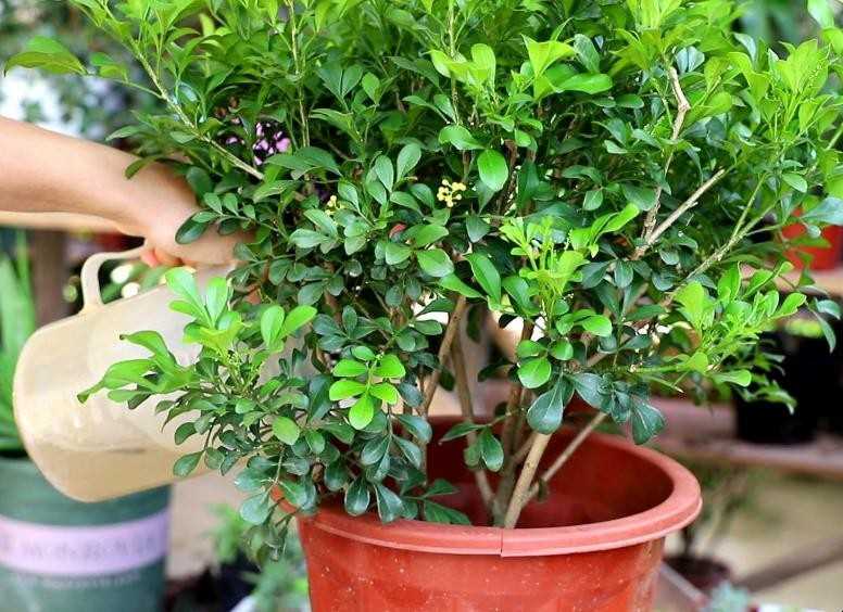 米兰花的养殖方法和注意事项(米兰花的养殖需要注意哪些)