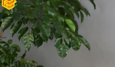 ​电子狗是什么(电子狗又称驾驶安全预警仪)