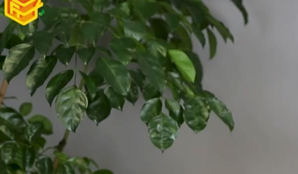 电子狗是什么(电子狗又称驾驶安全预警仪)