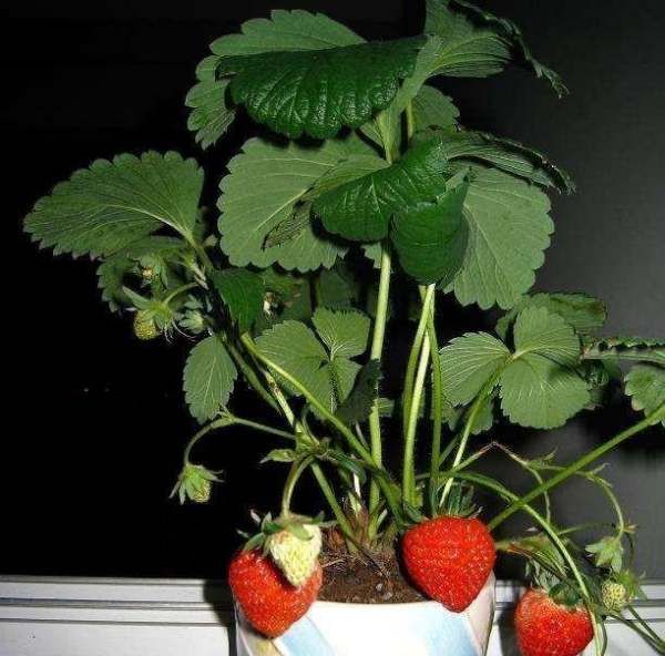 草莓不甜怎么处理,自家种的草莓图片图11