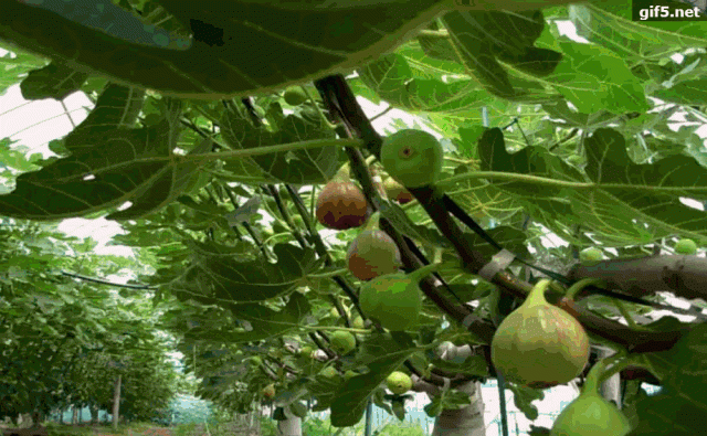 无花果几月份成熟