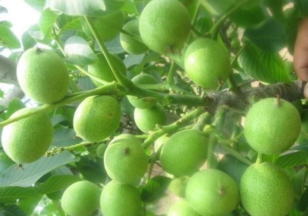 七月无花果产地,无花果从结果到成熟需要多少天时间图3