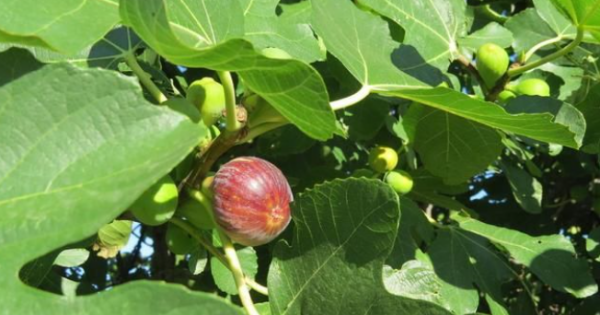 七月无花果产地,无花果从结果到成熟需要多少天时间图1