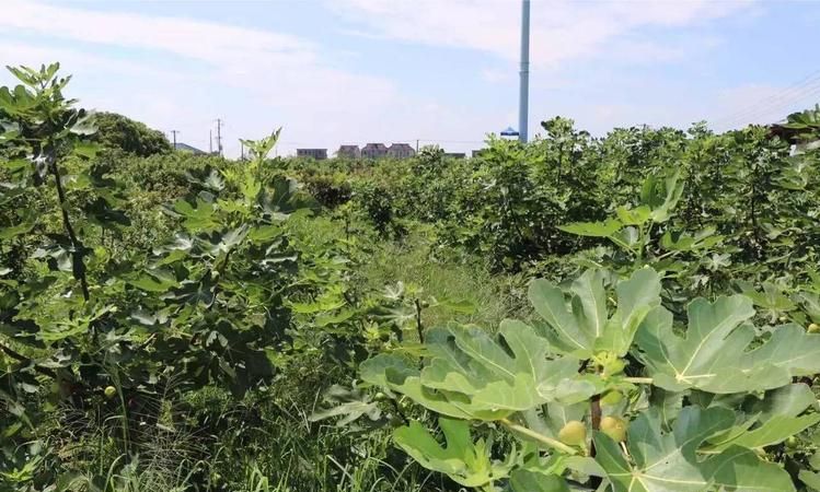 新疆有什么水果特产